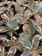 Ficus Lyrata Variegata