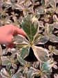 Ficus Lyrata Variegata