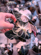 Alocasia Heart Baloon Variegata