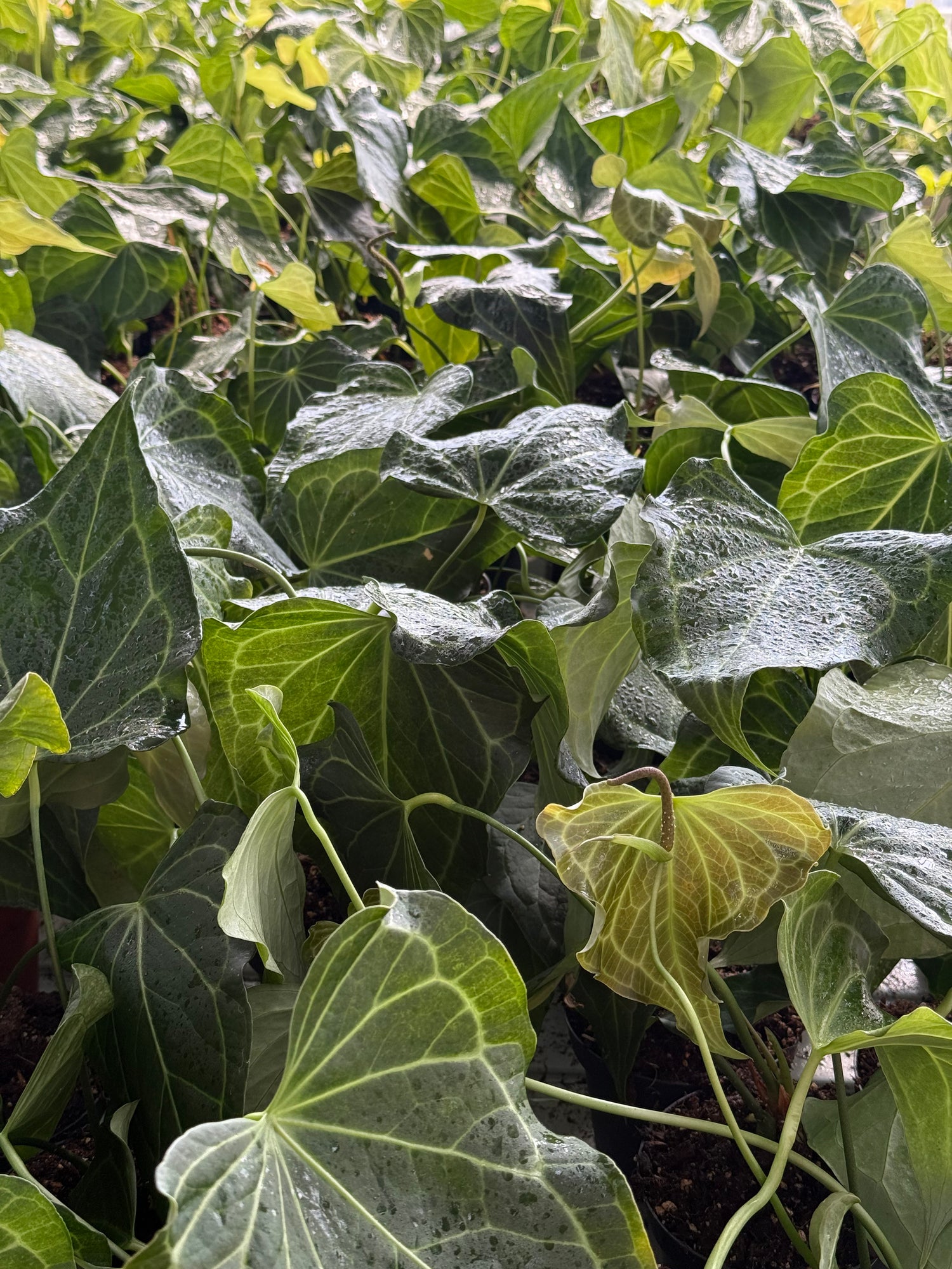 anthurium clarinervium x pedatoradiatum Anthurium Delta Force S (A. Clarinervium x Pedatoradiatum)