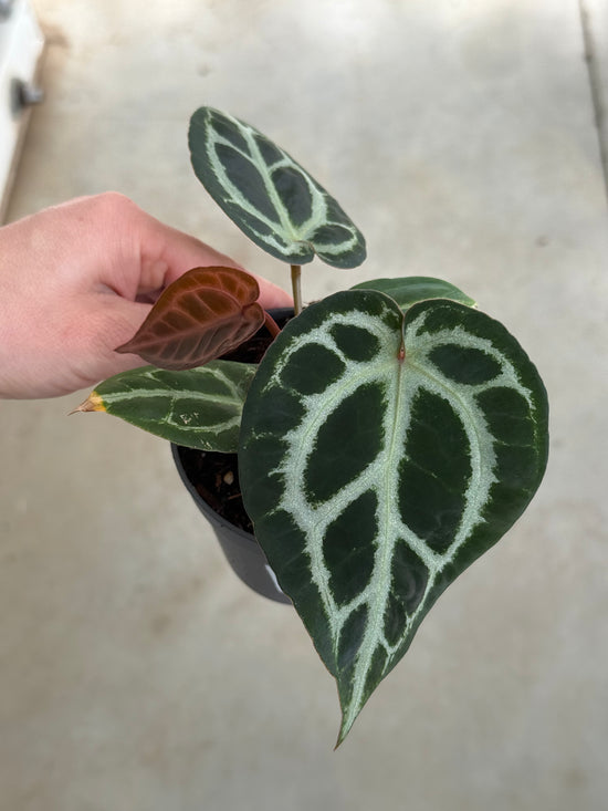 Anthurium KOS x Red Crystallinum