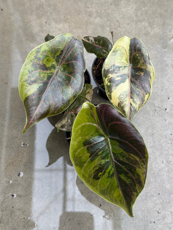 Alocasia Azlanii Variegata