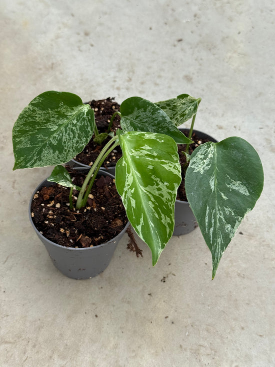 Monstera Bulbasaur Variegata