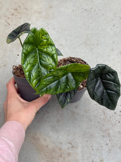 Alocasia Sinuata Aurea Varietata