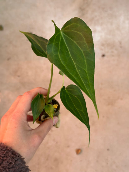 Anthurium Delta Force S (A. Clarinervium x Pedatoradiatum)