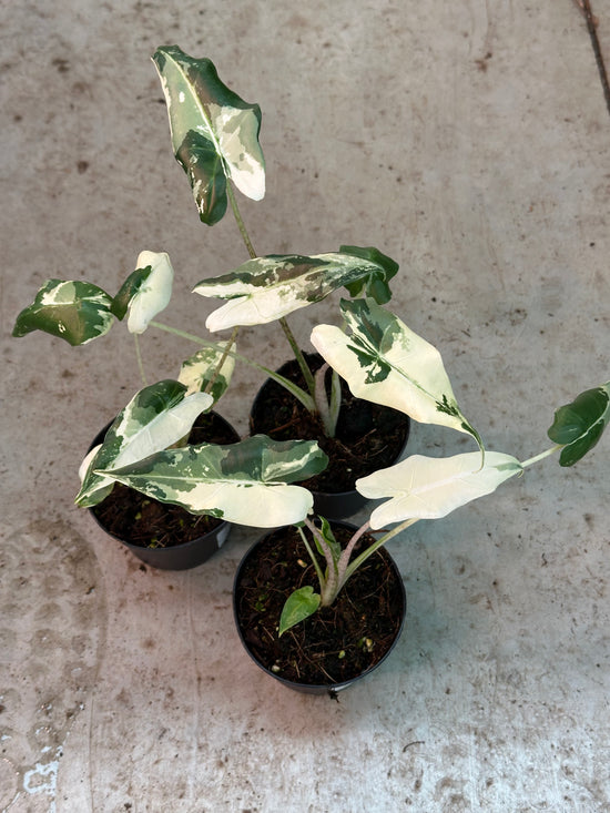 Alocasia Sarian Albo Variegata