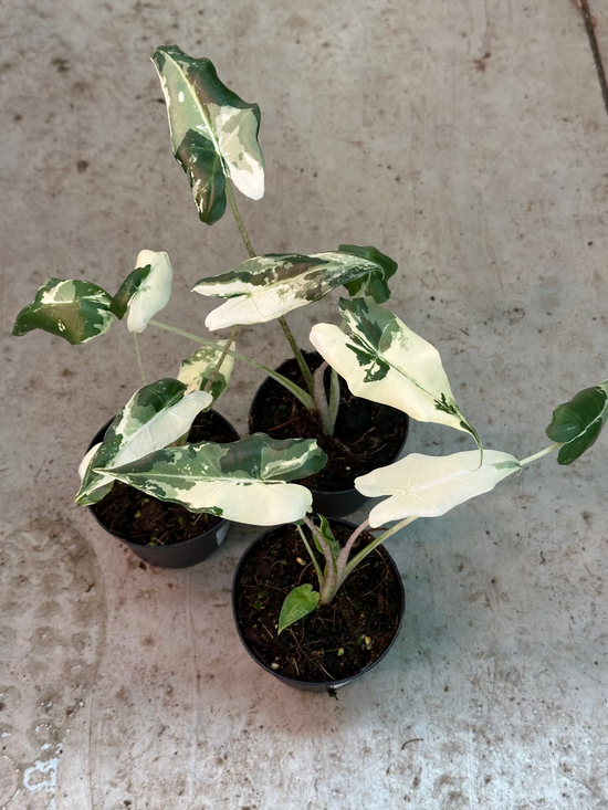 IMG_1923.heic?v=1765187082& IMG_1923.heic?v=1765187082&