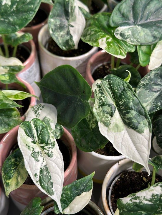 Alocasia Dragon Scale Variegata ( with free Pot)