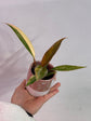 Philodendron Caramel Marble Variegata (with free Pot)
