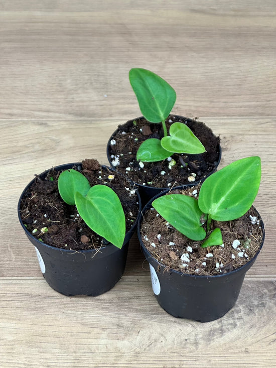 Anthurium Villenaorum x Besseae