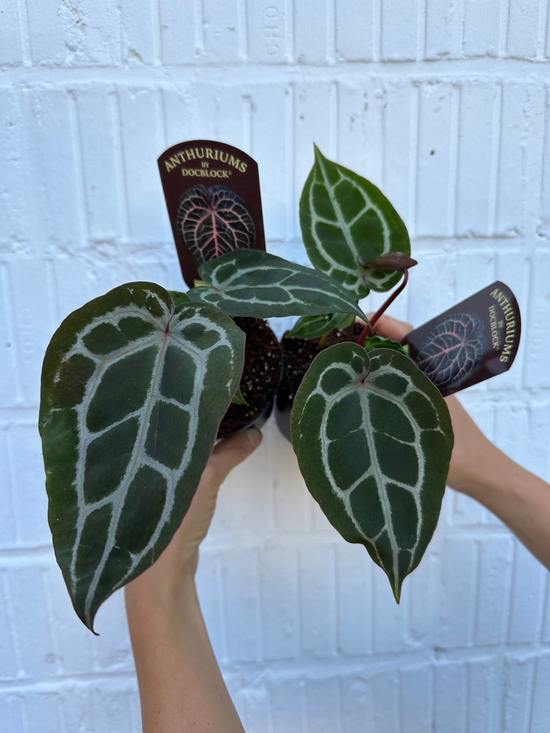 Anthurium Michelle® (DocBlock)