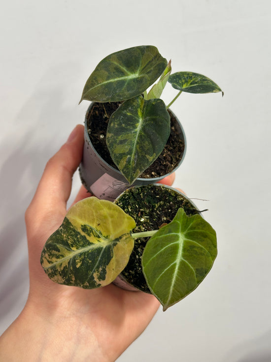 Alocasia Black Velvet Gold Variegata