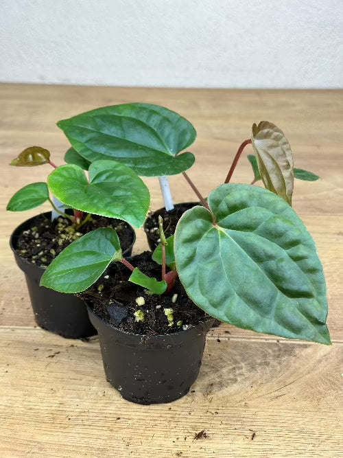 Anthurium Besseae x Luxurians