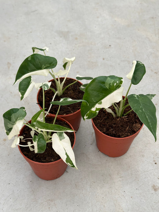 Alocasia Macrorrhiza Variegata