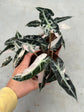 Alocasia Bambino Variegata