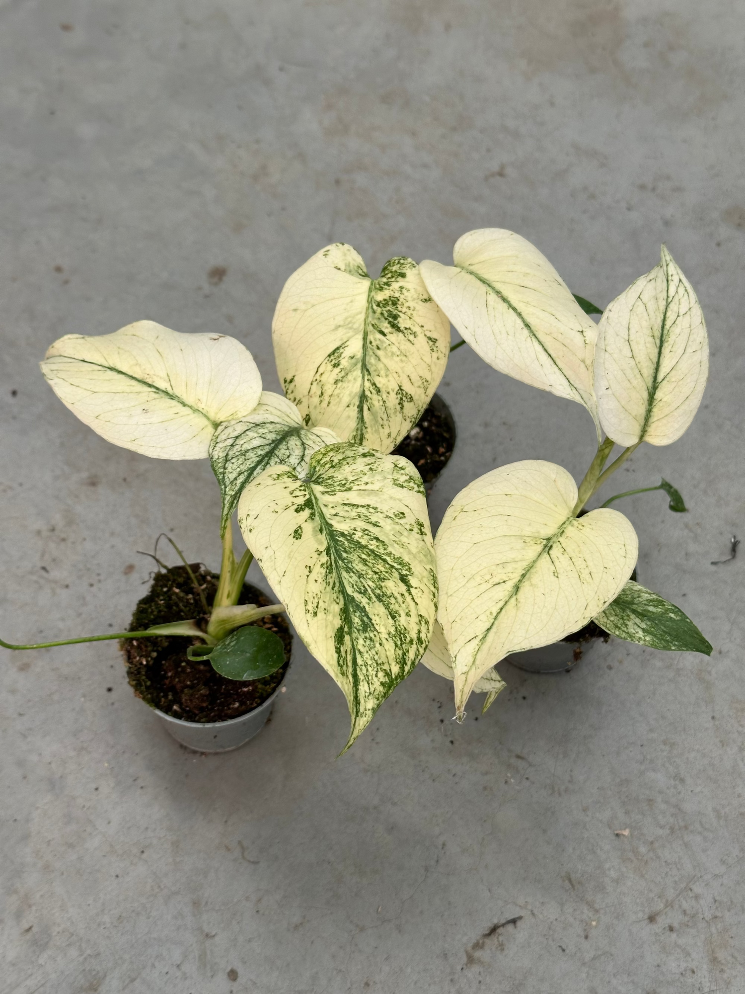 monstera deliciosa mint price Monstera Mint