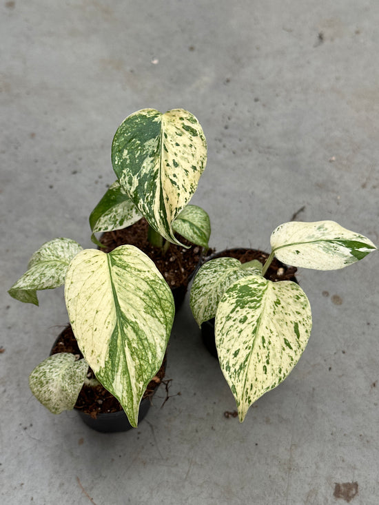 Monstera White Monster