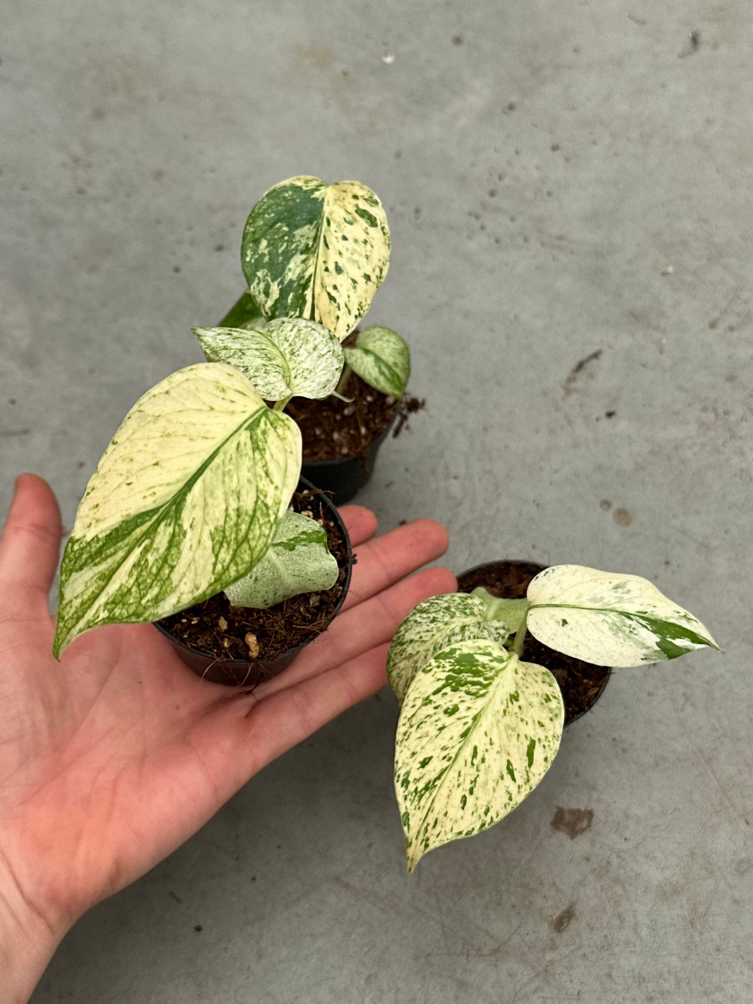 white monster monstera Monstera White Monster