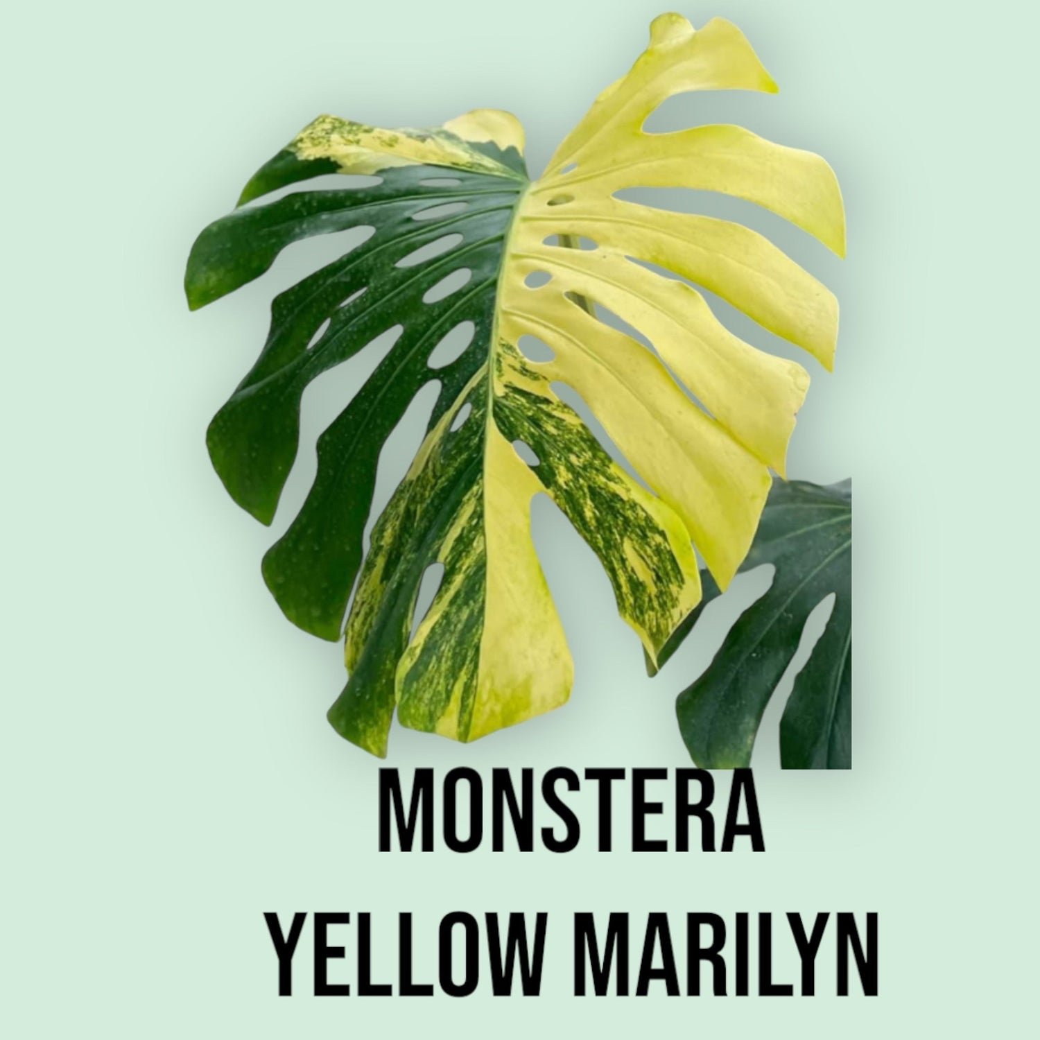 monstera deliciosa yellow variegated Monstera Yellow Marilyn Variegata