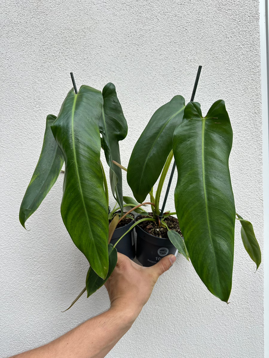 Philodendron Spiritus Sancti