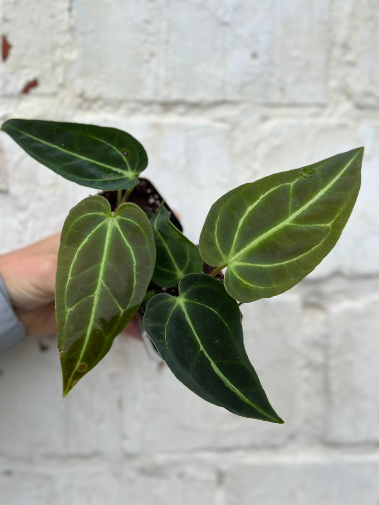 Anthurium Regale