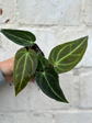Anthurium Regale