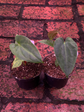 Anthurium Guna Yala x Fort Sherman