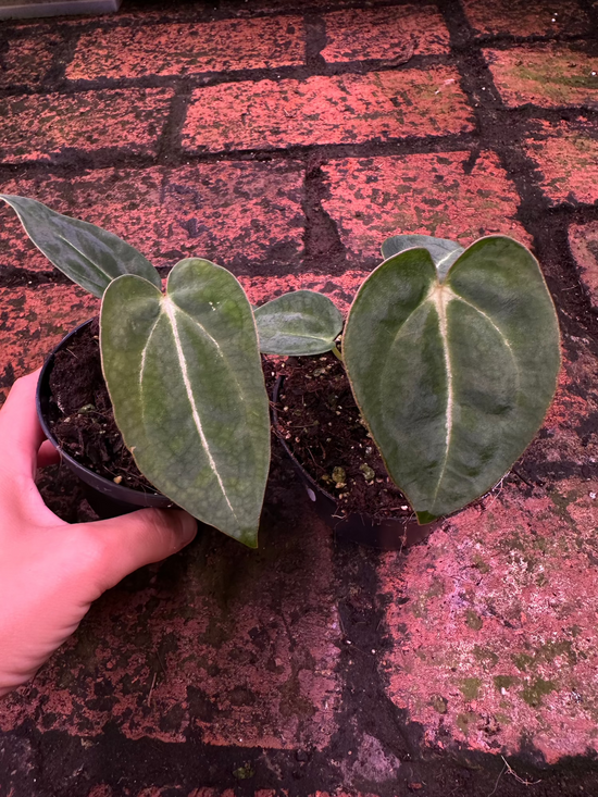 Anthurium Forgetii x Carlablackiae