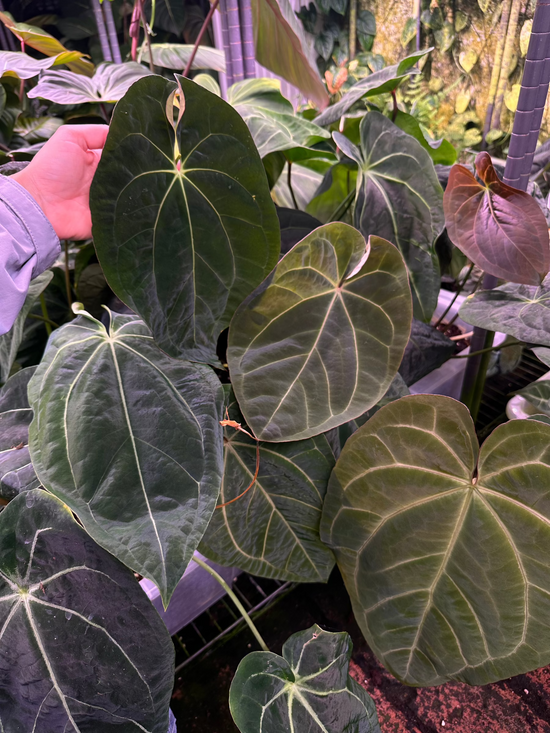 Anthurium Papillilaminum HYBRID&