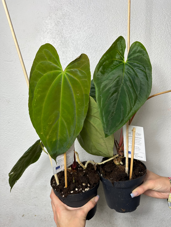 Anthurium Papillilaminum