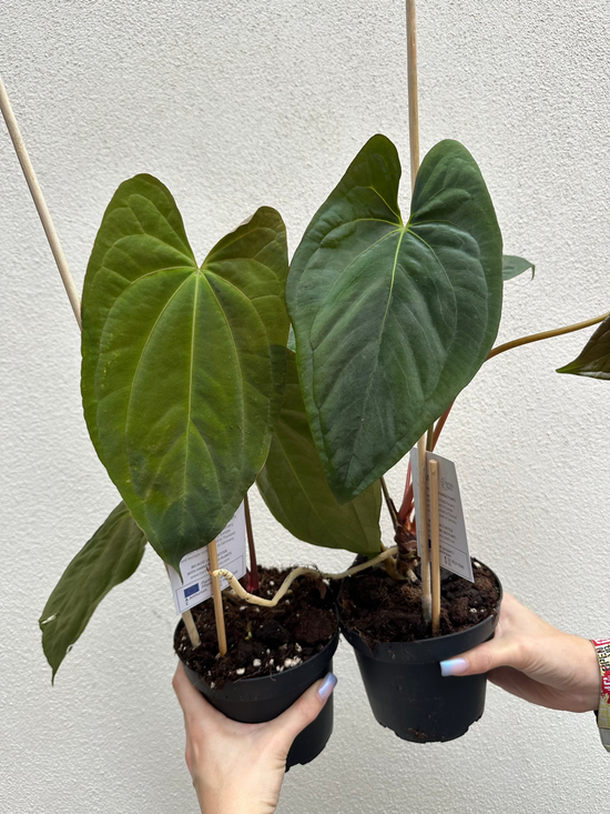 Anthurium Fort Sherman x