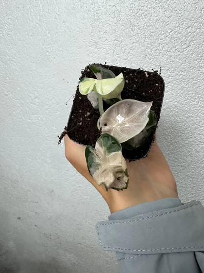 Alocasia Heart Balloon