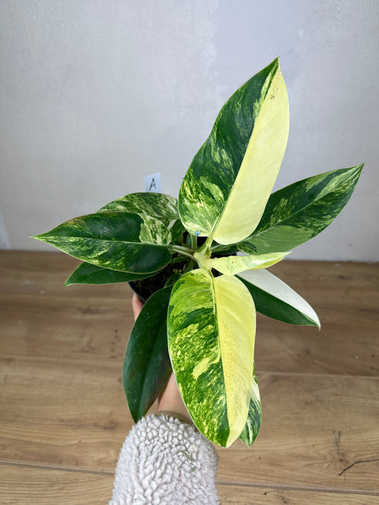 Philodendron Imperal Green Variegata