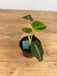 Alocasia Black Velvet Gold Variegata