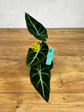 Alocasia Black Velvet Gold Variegata