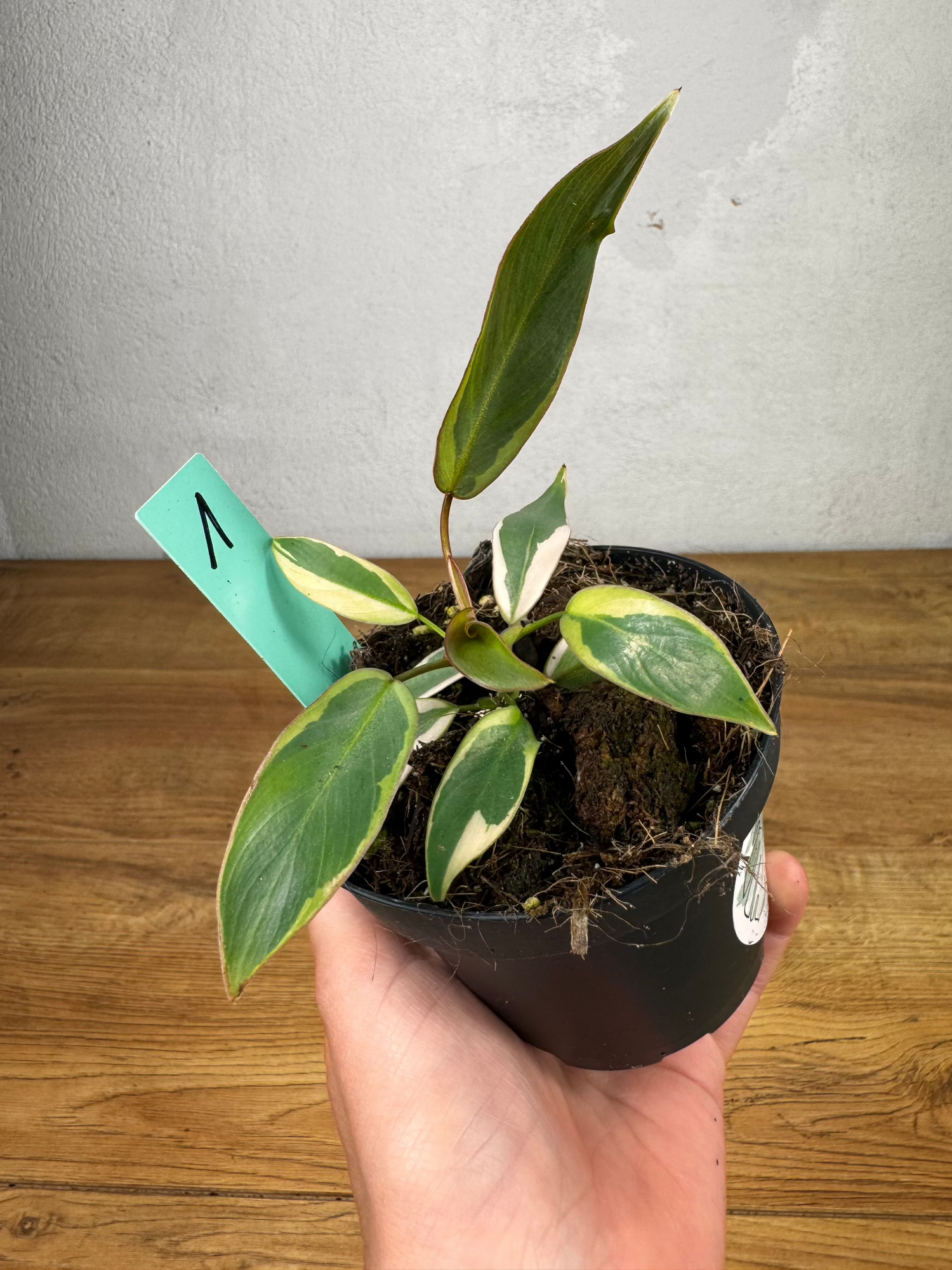 Philodendron Atabapoense Variegata
