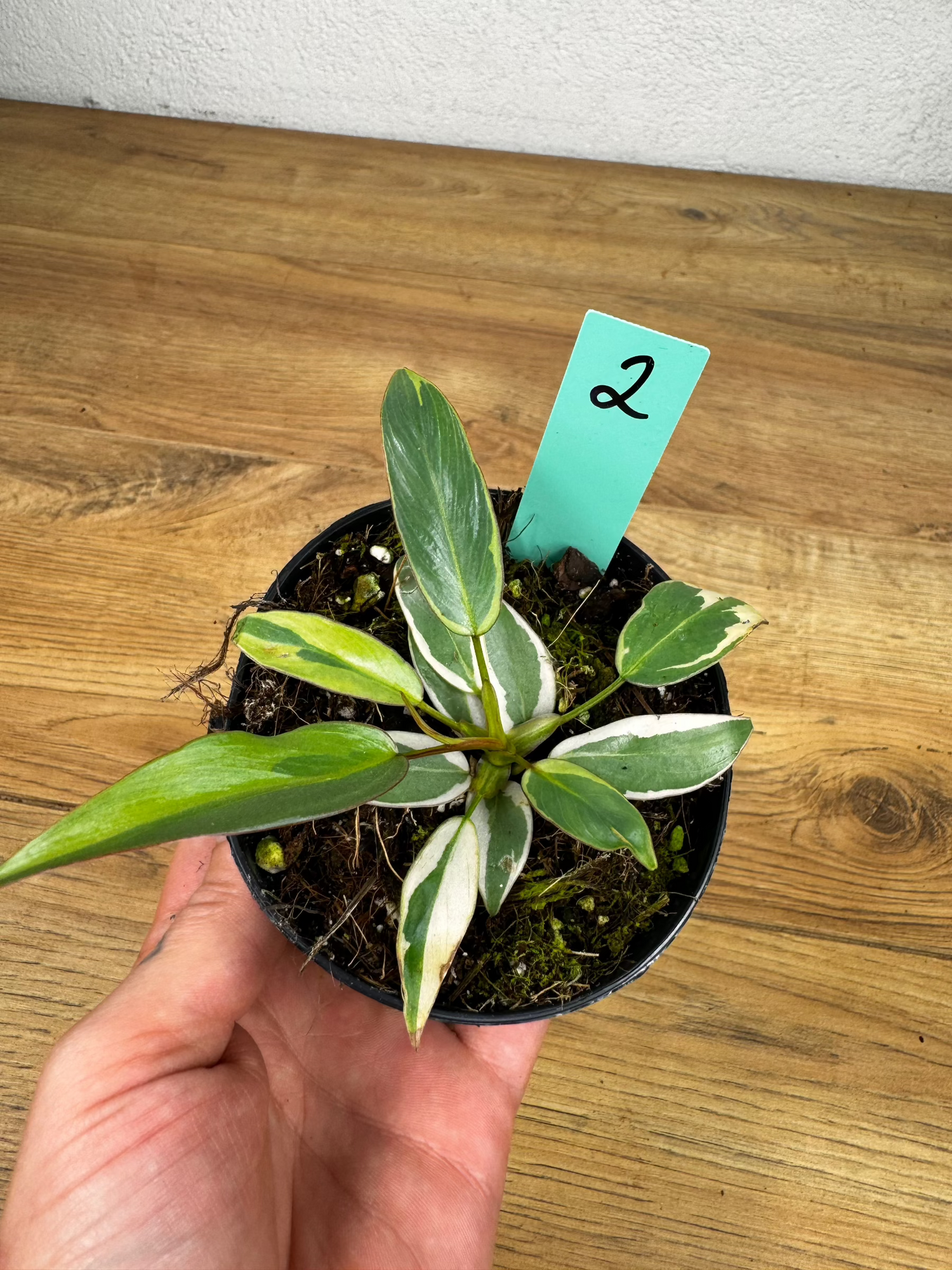 philodendron atabapoense variegata Philodendron Atabapoense Variegata