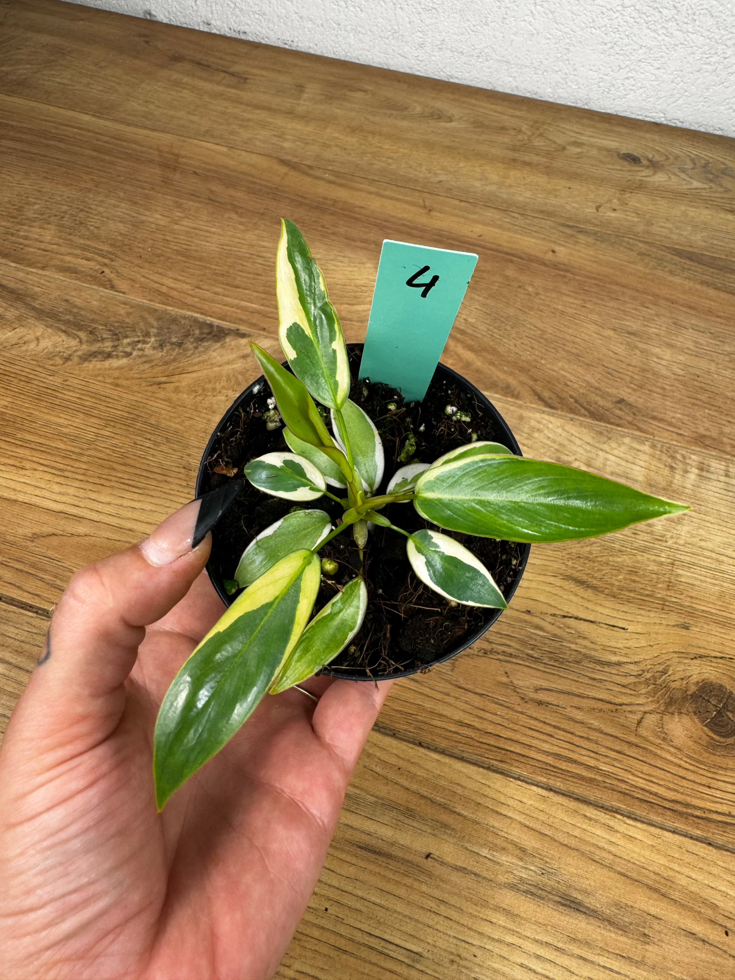 Philodendron Atabapoense Variegata