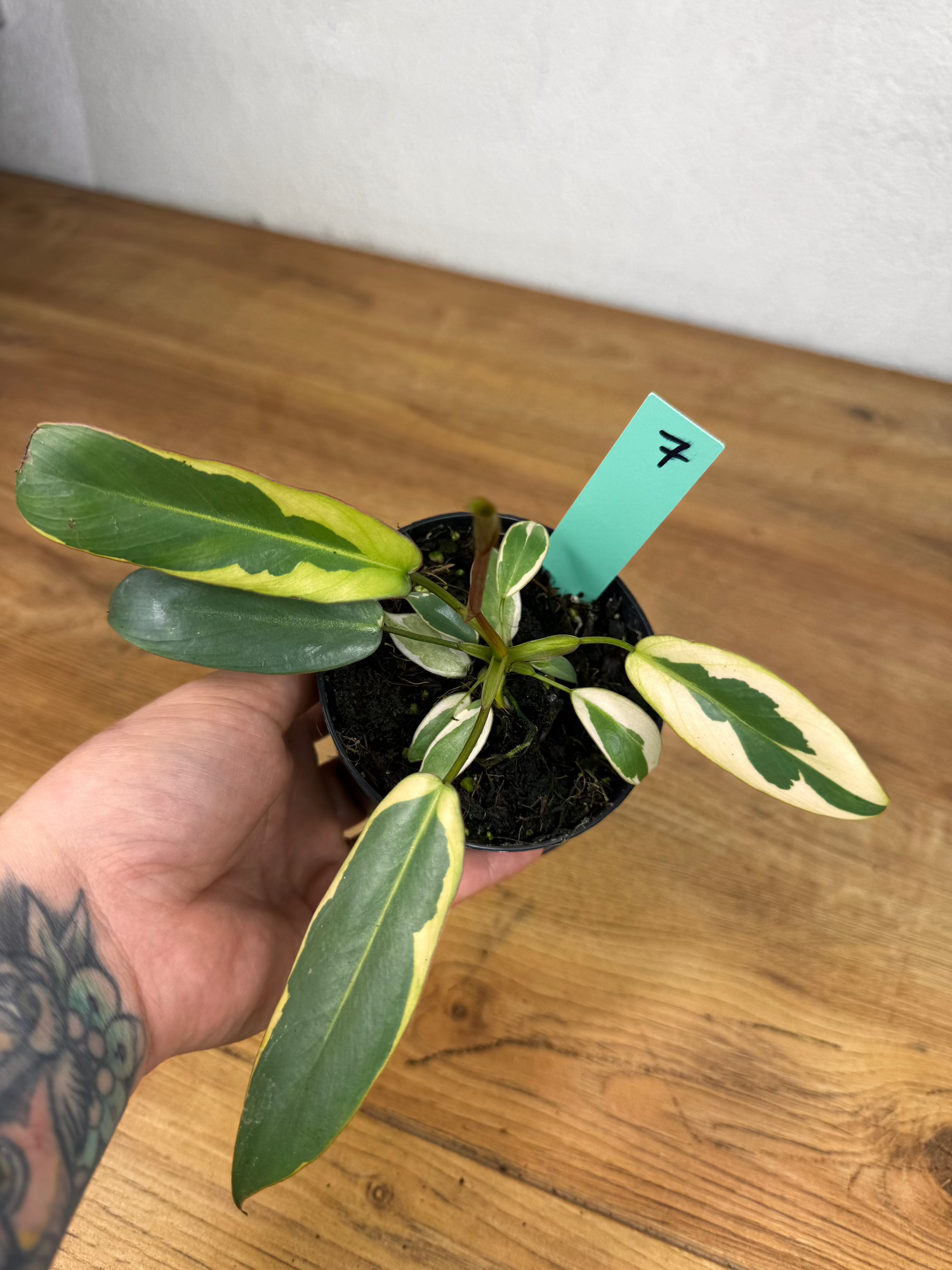 Philodendron Atabapoense Variegata
