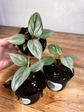 Philodendron Sodiroi