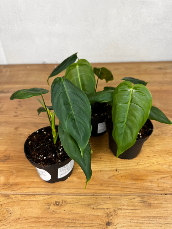 Philodendron Sharoniae