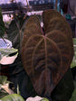 Anthurium (Besseae x Luxurians) x Hot Chocolate
