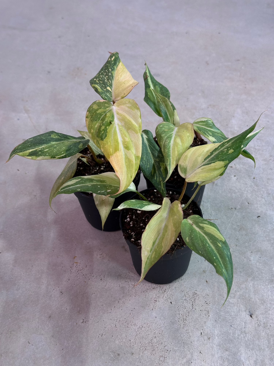 Philodendron Gloriosum Variegata "Tricolour"