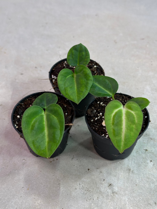 Anthurium Carlablackiae