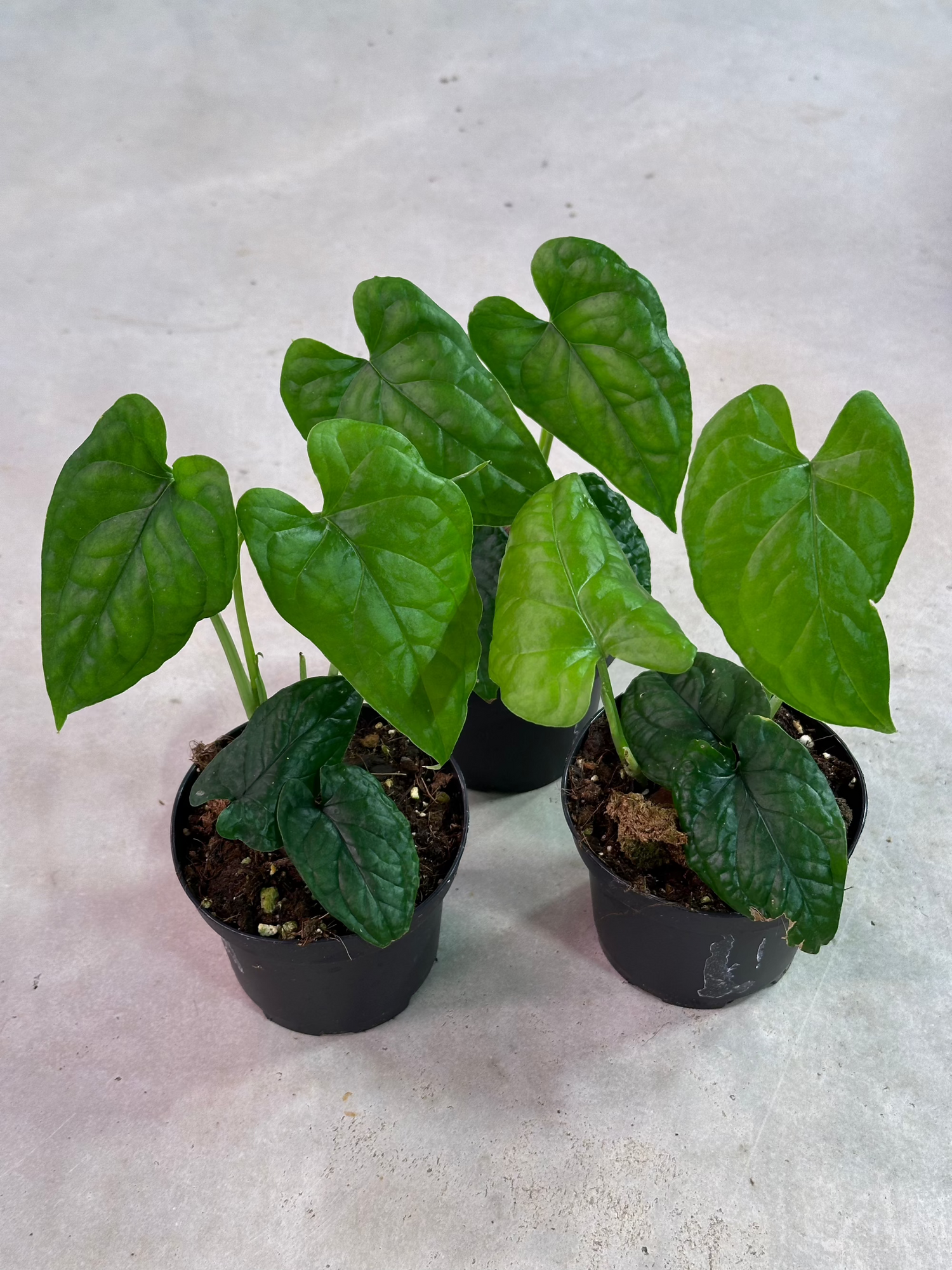madison philodendron Monstera Membranceana Madison