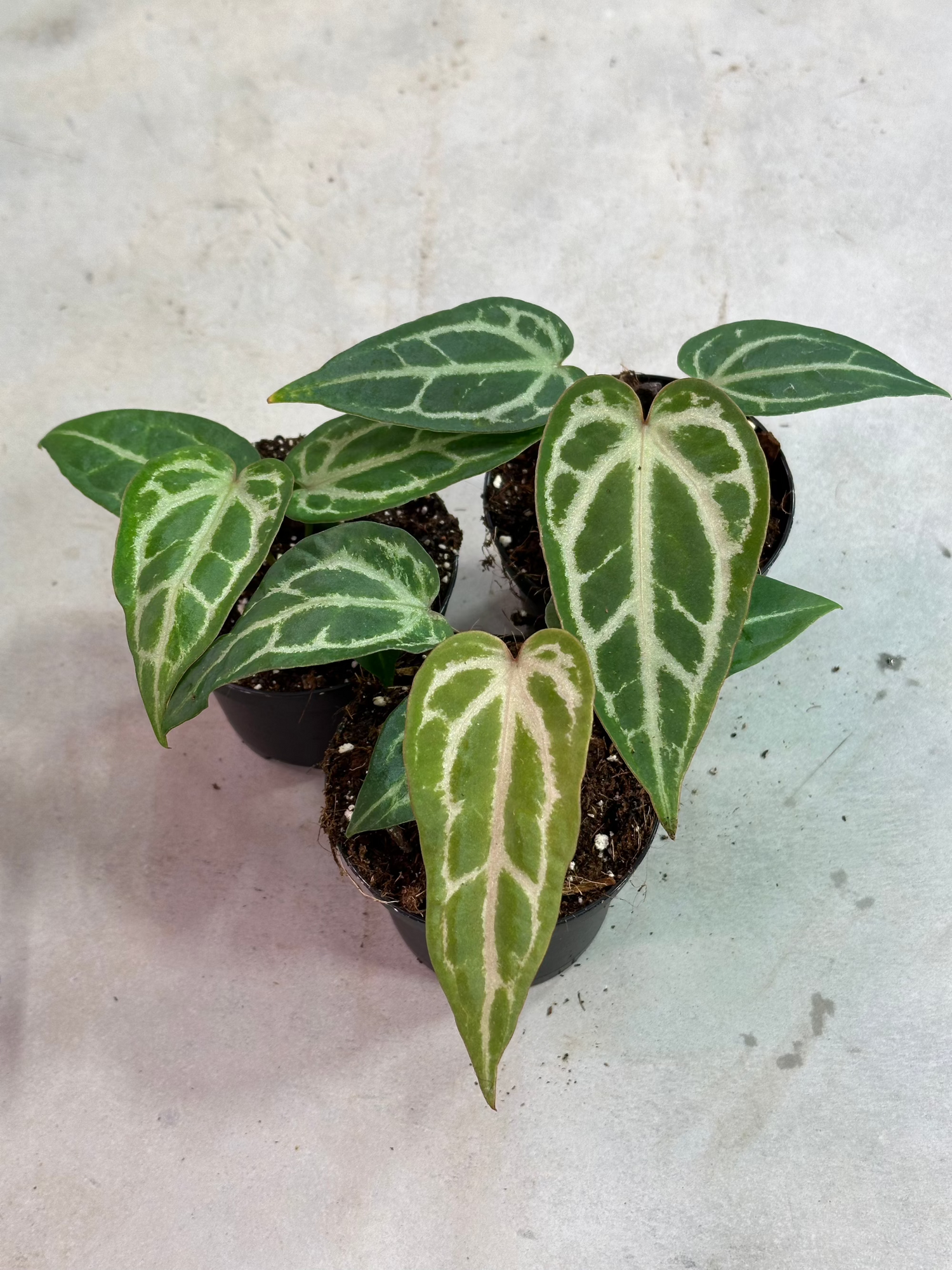 anthurium winter Anthurium "Snow Queen" (Silverkromegardens)