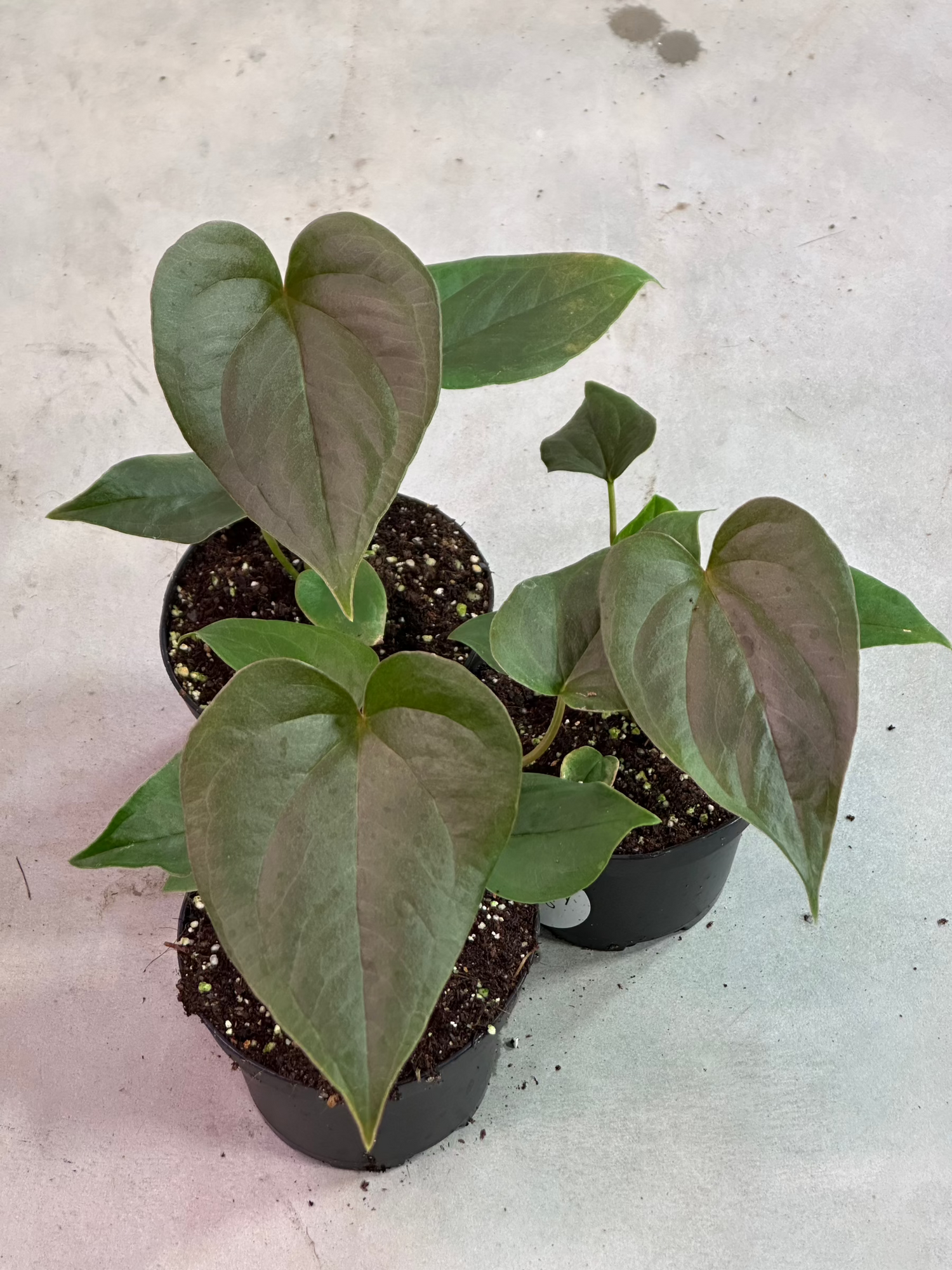 anthurium black beauty Anthurium Red Beauty