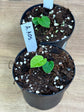 Anthurium Ace Of Spades