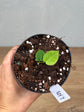 Anthurium Ace Of Spades