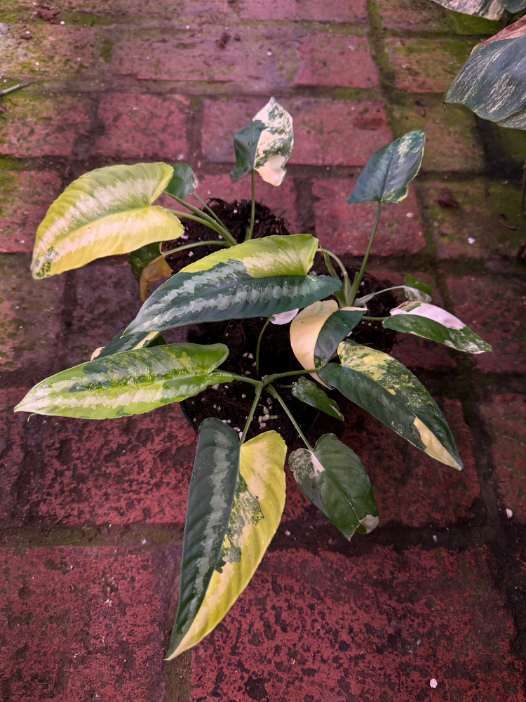 Schismatoglottis Wallichii Variegata